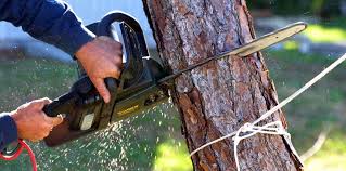 Best Root Management and Removal  in Patrick Springs, VA