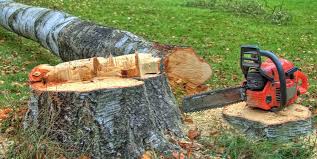 Reliable Patrick Springs, VA Tree Services Solutions