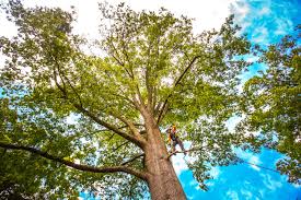 Best Pest Control for Lawns  in Patrick Springs, VA