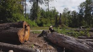 Best Seasonal Cleanup (Spring/Fall)  in Patrick Springs, VA