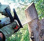 Best Firewood Processing and Delivery  in Patrick Springs, VA