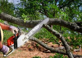 Best Tree Cabling and Bracing  in Patrick Springs, VA