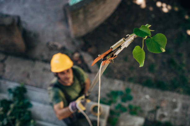 Best Tree Maintenance Programs  in Patrick Springs, VA