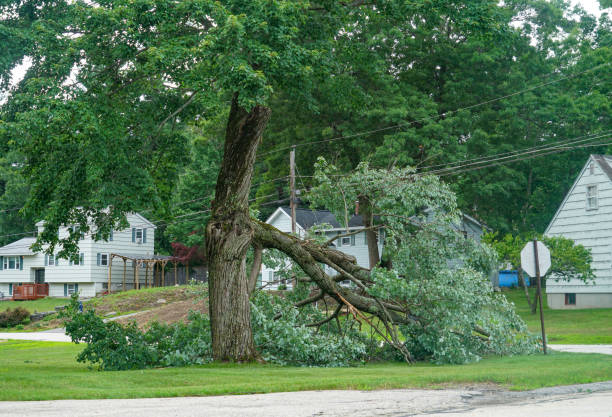 Best Tree Risk Assessment  in Patrick Springs, VA