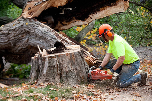  Patrick Springs, VA Tree Services Pros