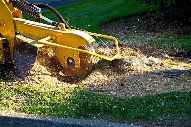 Best Storm Damage Tree Cleanup  in Patrick Springs, VA