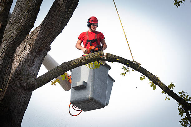 Best Tree Disease Treatment  in Patrick Springs, VA