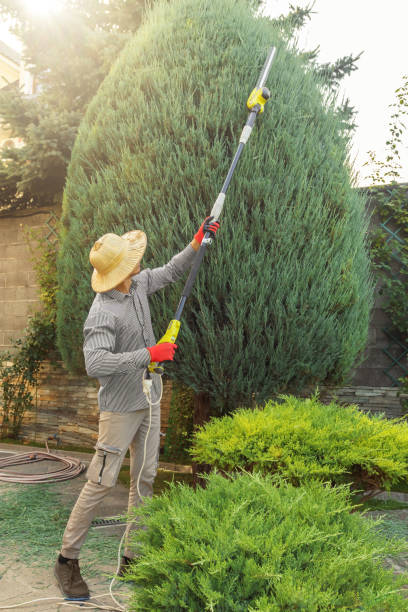 Best Emergency Tree Removal  in Patrick Springs, VA