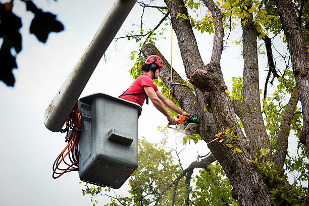 Best Tree and Shrub Care  in Patrick Springs, VA