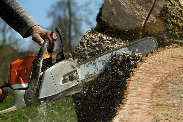 How Our Tree Care Process Works  in  Patrick Springs, VA