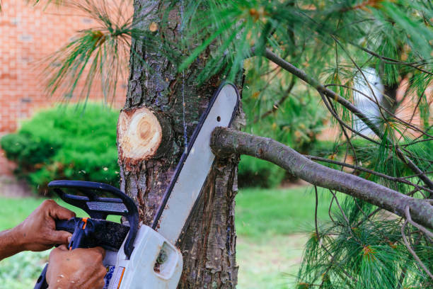 Best Firewood Processing and Delivery  in Patrick Springs, VA